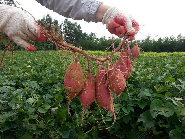 甘薯 花园小区星期四。 收获