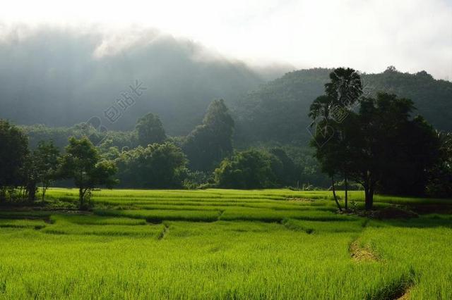 米大阳台。 大米 山脉。 赖斯 绿