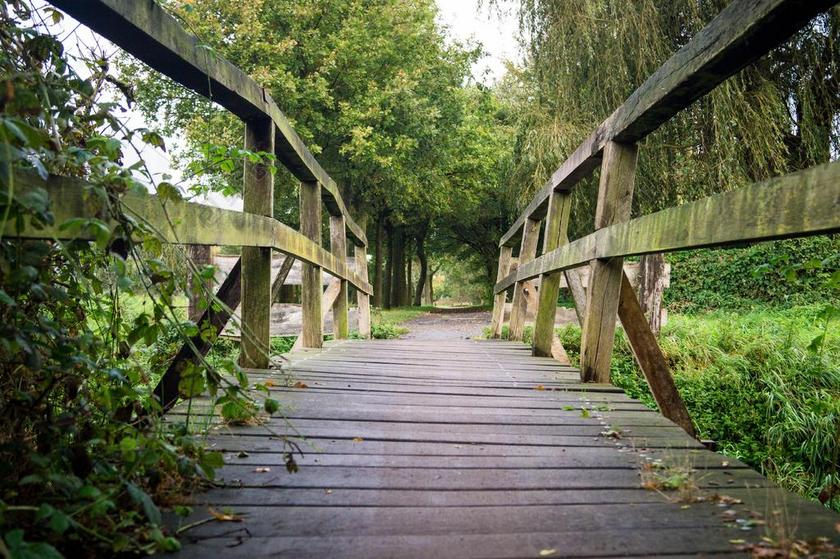 摄影清新林间木板小道背景图片