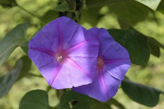 紫色华丽风 喇叭花 风 蕹菜菊 开花 植物 花 性质 花园