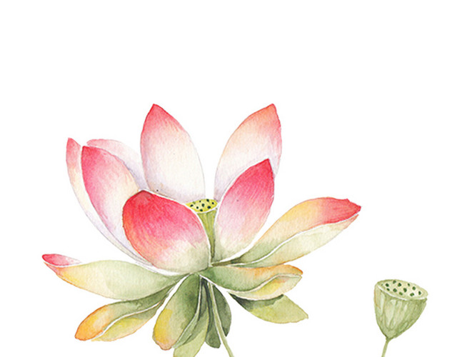 荷花
