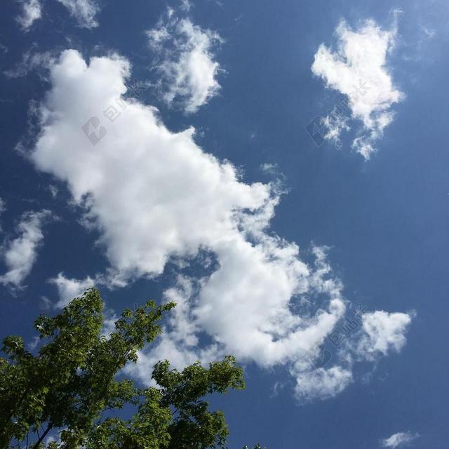 植物蓝天下的绿色树梢背景图片