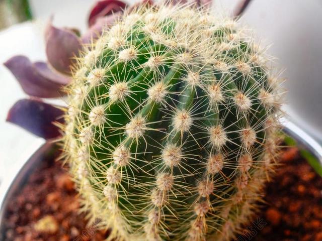 植物绿色的仙人掌盆栽背景图片