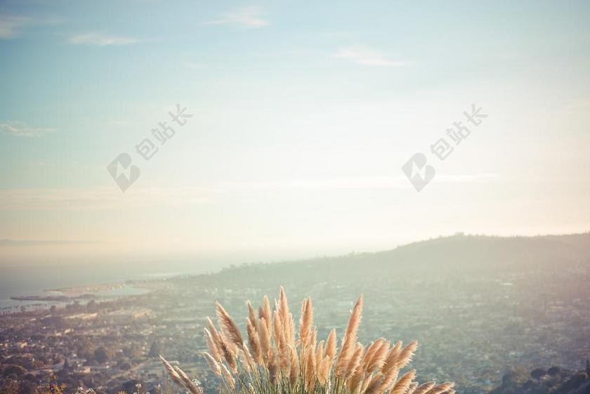 蓝色植物纹理清晨的芦苇背景图片