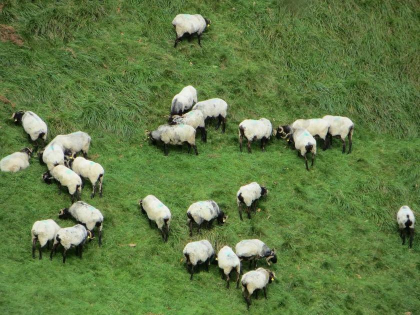 小肥羊 法国 在圣地亚哥之路