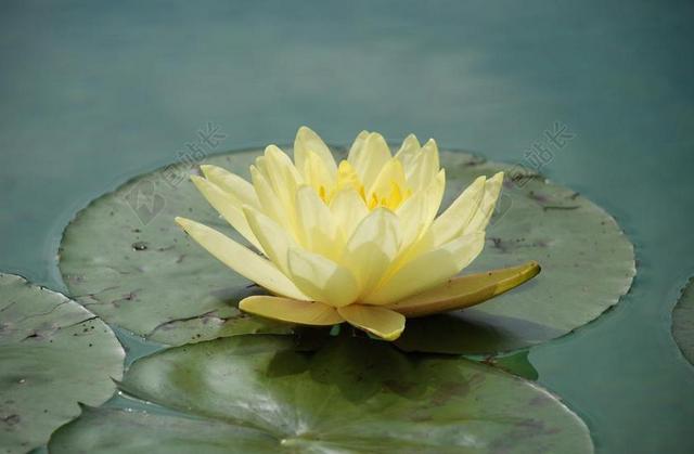 睡莲 玫瑰水 水生植物 湖玫瑰 池塘 开花 独独黄 盛开 水