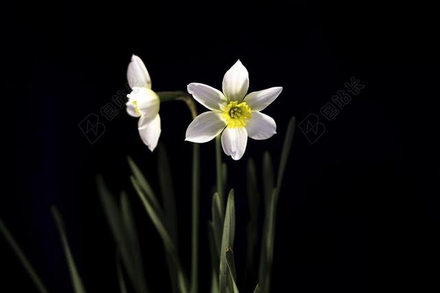 白色花美丽水仙花盛开背景图片