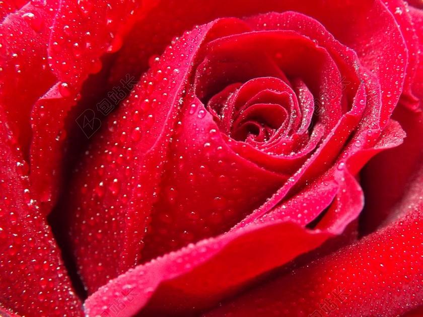 玫瑰 露水 水 红色 花瓣 花卉