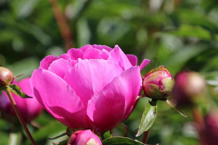 玫瑰 宝贝的玫瑰 花园 开花 鲜花 郁郁葱葱 芽 牡丹 厂