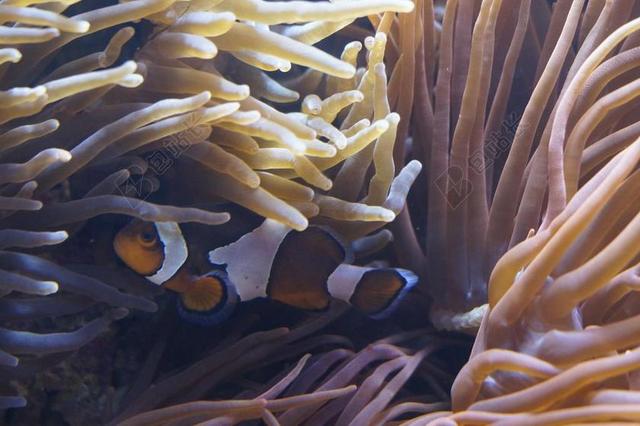 海葵 海底世界 水族馆 海 生物 水下 水