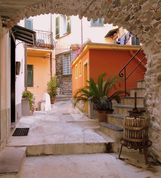弧 门 胡同 蒂诺 房子 绿色 植物 窗口 VERNAZZA