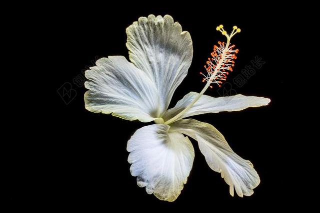 芙蓉 开花 花 白 棉花糖 锦葵 锦葵科