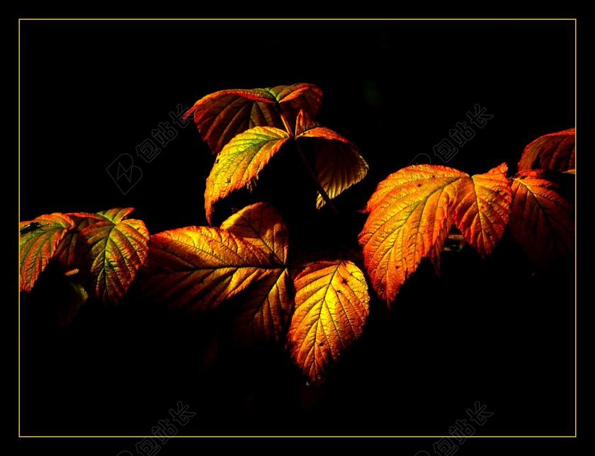 秋天的落叶 多彩的树叶 秋天的颜色 秋季 金色的秋天 叶子