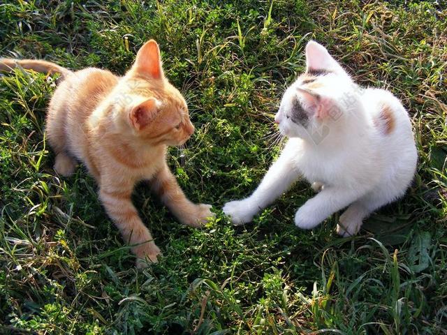 猫 搞笑 小猫 播放 动物 基蒂 家养 可爱的 猫的 年轻