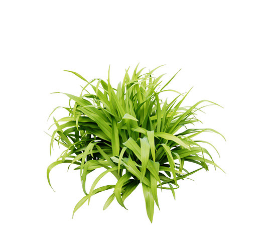 草丛