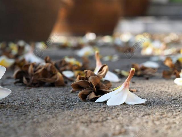 详细信息 FRAGRAPANTI 脱发 下降 白 花 地面。