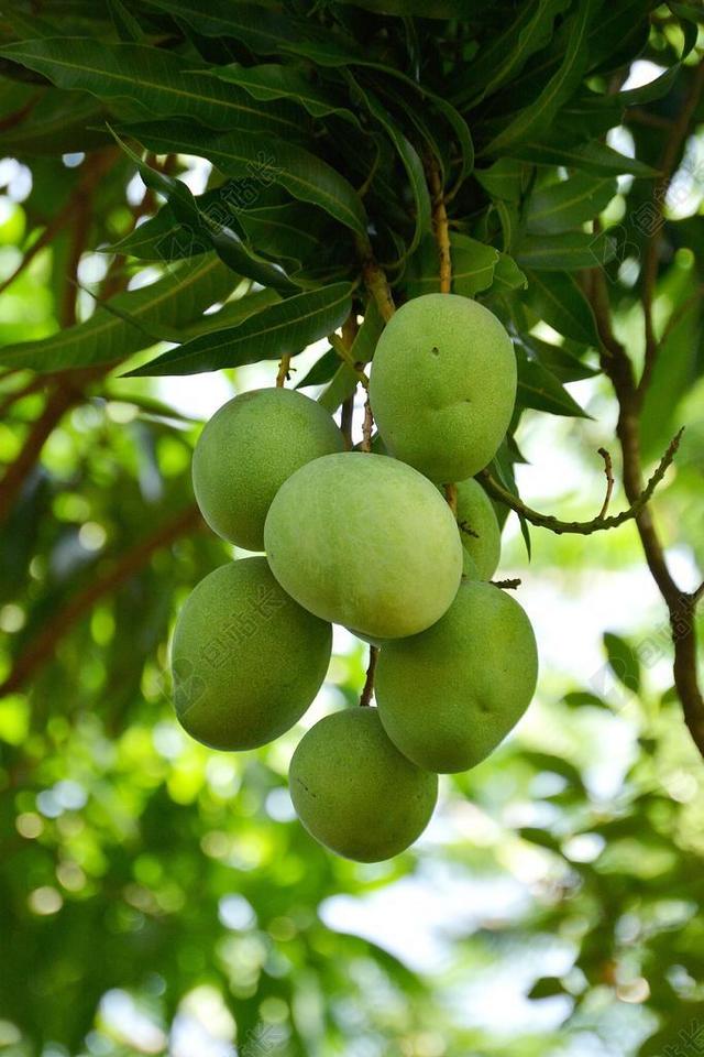 芒果 水果 蔬菜 食品 热带 植物 热带水果 绿色