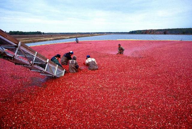 蔓越莓 浆果 越橘 越桔 收获 红色 美味 水果 成熟