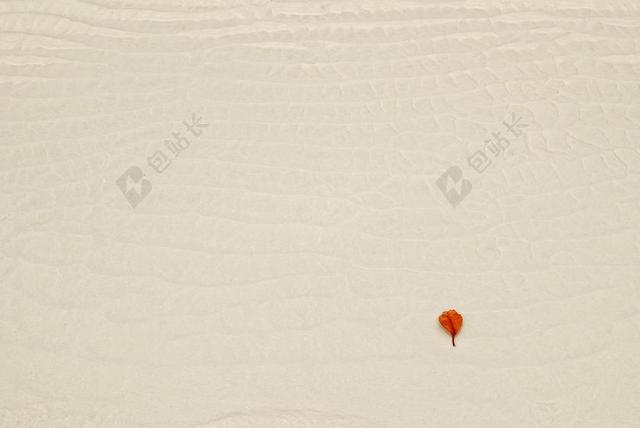 自然纹理白色沙地一朵红花特写背景图片
