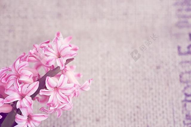 植物桌布上的粉红鲜花背景图片