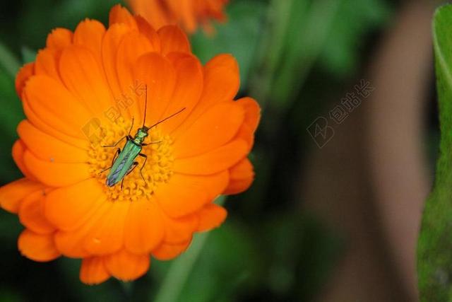 昆虫橘色鲜花上甲虫背景图片