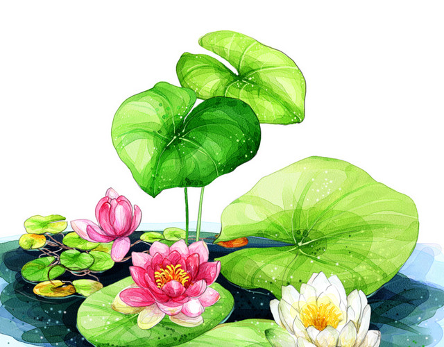 手绘荷花夏日背景