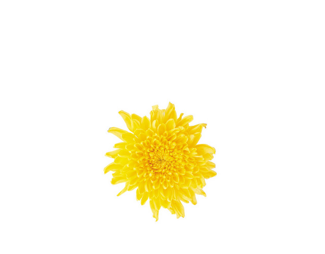 菊花茶