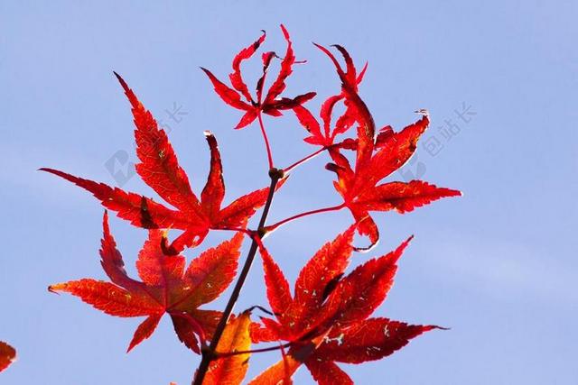 枫叶 秋季 叶子 红色 着色 光明 秋天的颜色 丰富多彩
