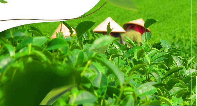 茶壶下的茶园背景装饰