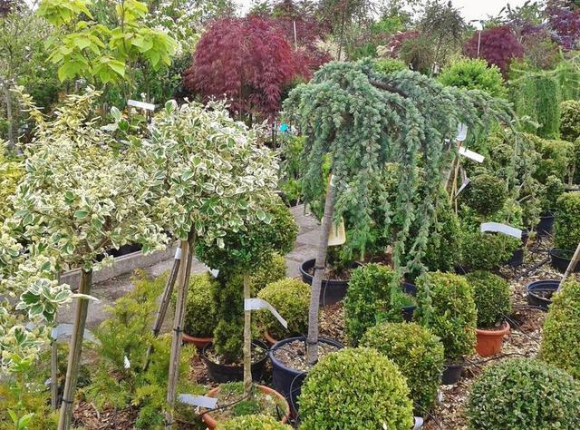 苗圃 花卉贸易 植物贸易 植物学 植物 园林植物 黄杨木