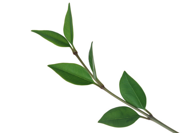 茶树树枝