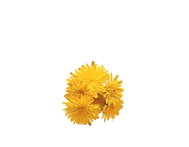 菊花茶 花