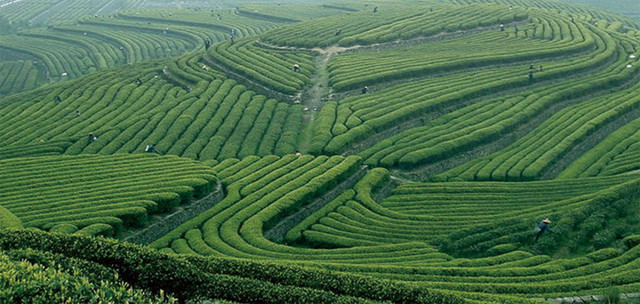 茶山
