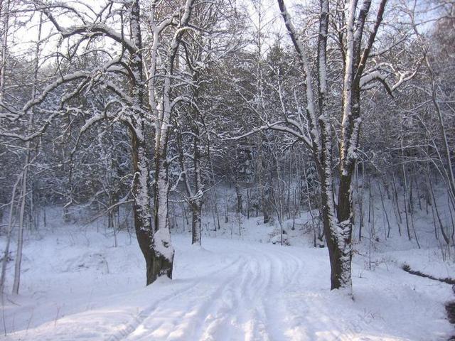 雪 冬天 路 冷 季节 霜 冰 季节性 降雪 雪花 户外