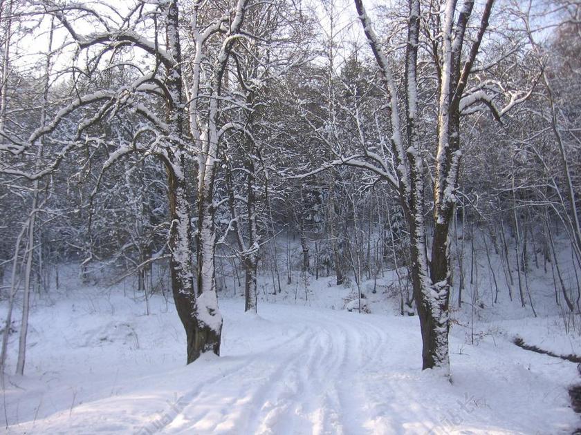 雪 冬天 路 冷 季节 霜 冰 季节性 降雪 雪花 户外