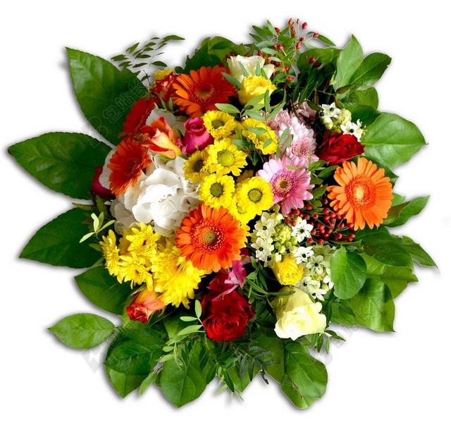 花束 绑定 丰富多彩 非洲菊 菊花 玫瑰 黄色 橙 红色