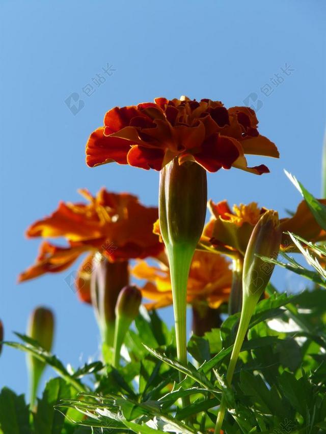 万寿菊 金盏花 土耳其康乃馨 死花 夏花 阳台上的花 阳台植物