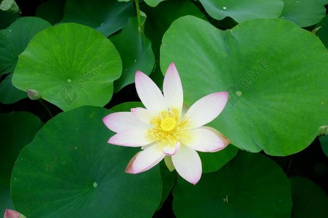 鲜花 雁鸭 莲花 水百合 钉 自来水厂 植物学 大自然 植物