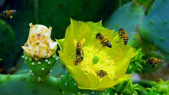 蜜蜂 性质 仙人掌 沙漠 甜点 春天 夏天 黄色 花卉