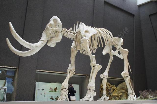 白色化石骨头动物骨架博物馆展览背景图片