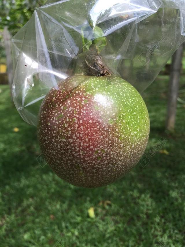 百香果 园艺 水果 花园 自然 绿色
