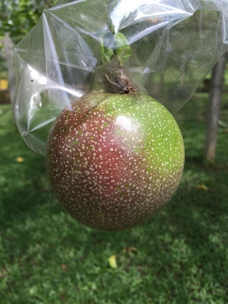 百香果 园艺 水果 花园 自然 绿色
