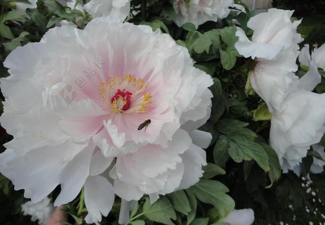 牡丹 白花 香味 花园 关闭 双花 性质 五旬节