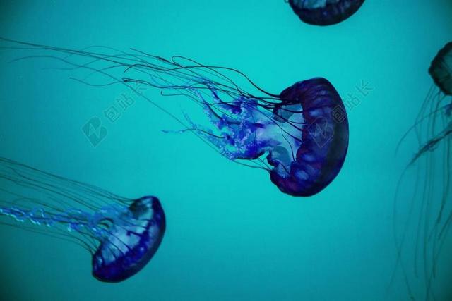 水下 海 海蜇 水 海洋 自然 蓝色 生活 潜水 动物