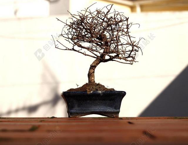 盆景 树 花盆 分支机构 秋 植物