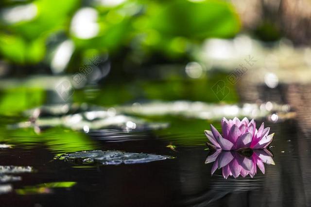 水百合 水 粉红色 百合 池 花 自然 莲花 植物 绿色