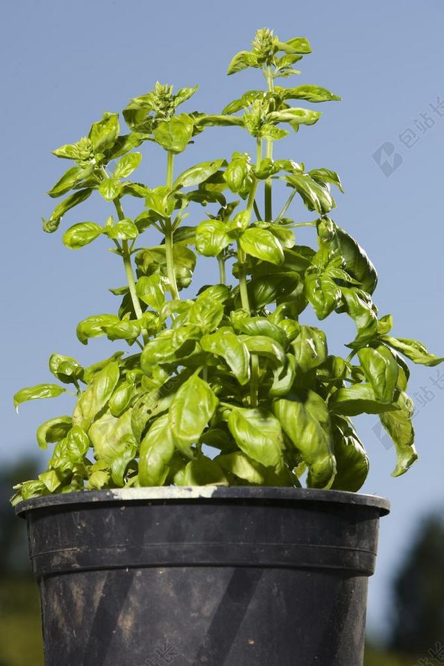 罗勒 草本植物 香料 叶子 绿色 地中海 香气 吃 健康
