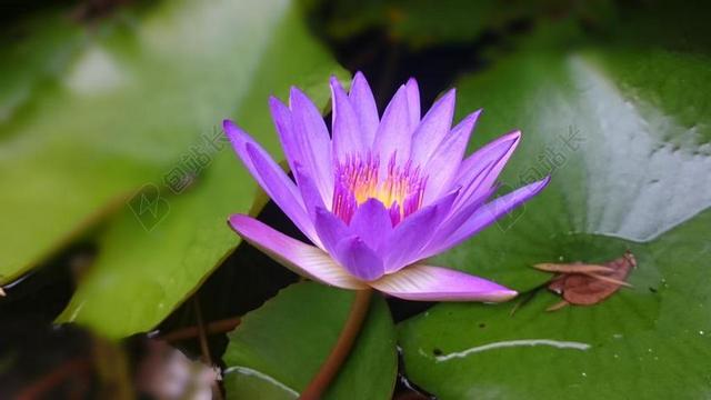 莲花 湖 侧 自然 叶 百合 开花 粉红色 热带 户外