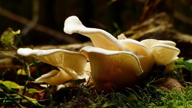 蘑菇 湿 福雷斯特 秋 季节 菌类 自然 野生