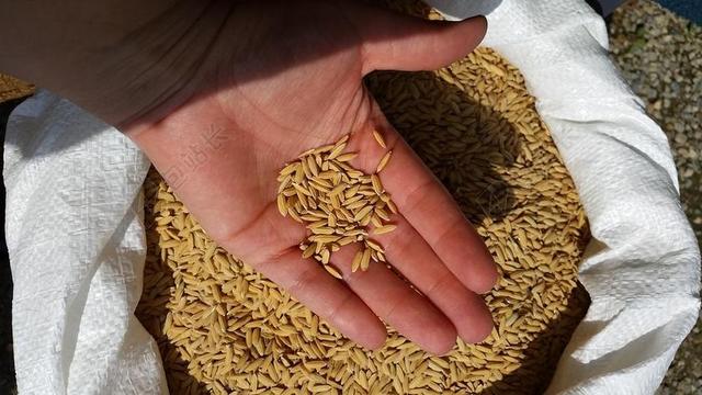 我笑了 手 农业 稻田 意大利 罗比奥